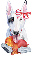 Watercolor portrait of bull terrier with red heart and bow