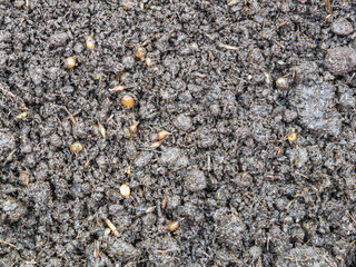 earthworm cocoon hatching time on its bedding materials