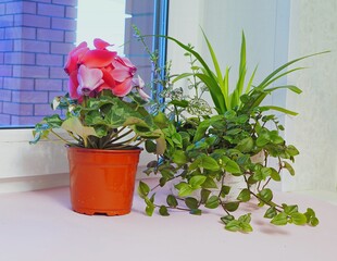 Room flowers with large green leaves, with orange flowers, which grows in a brown flower pot, next to it is a composition of green room plants. These flowers stand on a white windowsill in the house.