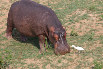 Flußpferd / Hippopotamus / Hippopotamus amphibius.Kuhreiher / Cattle Egret / Bubulcus ibis