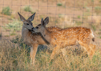 Mule Deer Fawn Siblings Showing Affection