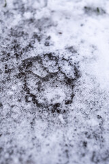 The footprints of the beast in the snow. Cat footprints on ice.