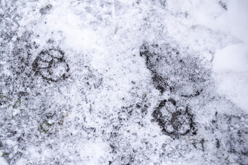 The footprints of the beast in the snow. Cat footprints on ice.