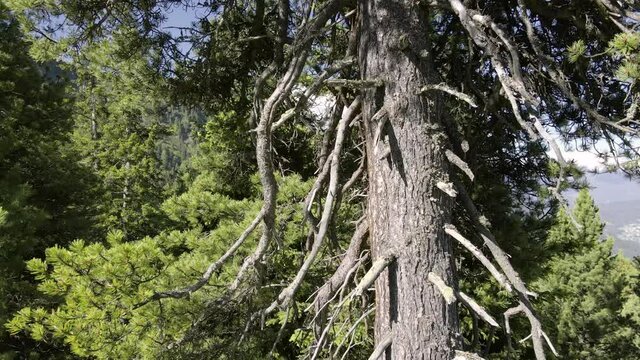 eine alte zirbe shr langsam umkreist