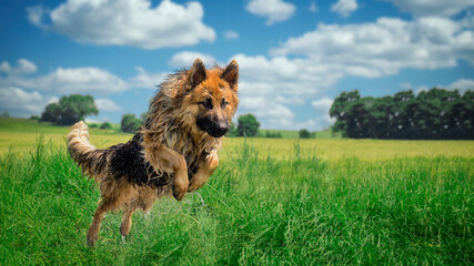 leaping german shepherd dog