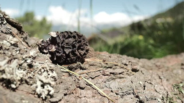 ein vertrockneter zirben zapfen auf einer wurzel liegend