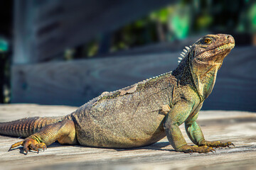 Iguana shedding his skin while sunbathing