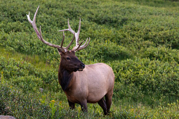 Naklejka na ściany i meble A Large Bull Elk in the Mountains on a Summer Morning