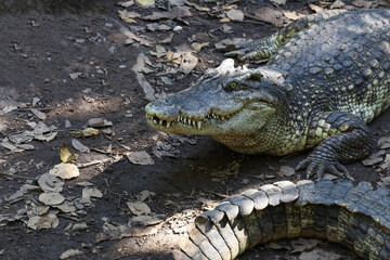 Naklejka premium Close up head crocodile is rest in garden
