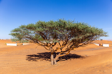 Fototapeta na wymiar Single Acacia tree on a sandy desert in Al Madam buried ghost village in United Arab Emirates.