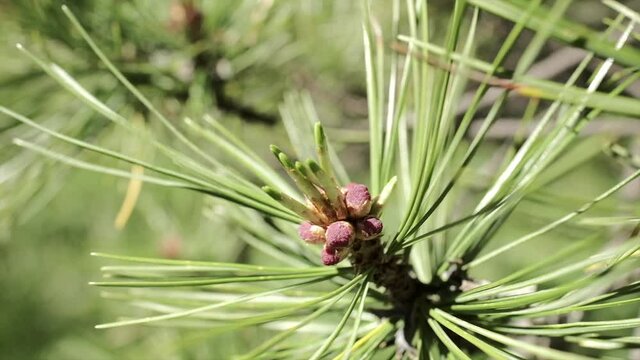 die knospen eines zirben zweig isoloiert vom rest