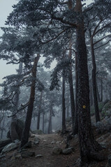 Paseo helado por los bosques de Navacerrada, Madrid.