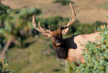 A Large Bull Elk with Velvet Antlers in the Mountains on a Summer Morning