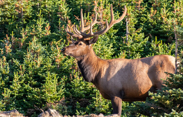 A Large Bull Elk with Velvet Antlers in the Mountains Enjoying the Morning Sunlight