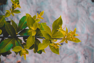 A green colored plant grown in a beach