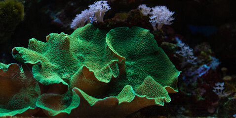 This is two bright green Rhodactis mushrooms on a a rock.