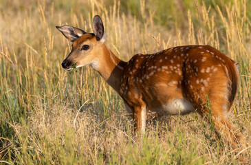A White-tailed Deer Fawn Grazing in a Field