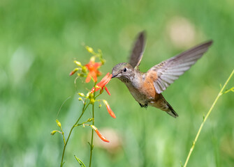 A Hummingbird Feeding on a Flowers Nectar on a Summer Evening