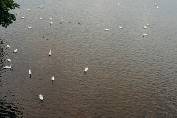 Swans on Vltava river in Prague. Traveling in Czech Republic