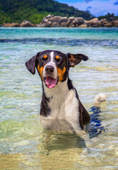 dog cooling in water in seychelles