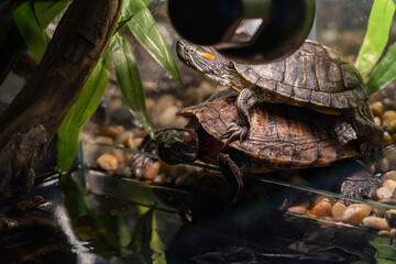 Pet turtle red-eared slider(Trachemys scripta elegans) isolated on white background.