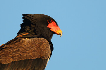 Gaukler / Bateleur / Terathopius ecaudatus