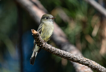 Naklejka premium A Hammond's Flycatcher Perched on a Branch Waiting for a Meal to Fly By