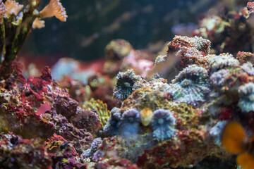 Naklejka na ściany i meble Colorful reef fish. Ocellaris clownfish, Amphiprion ocellaris, also known as the false percula clownfish or common clownfish
