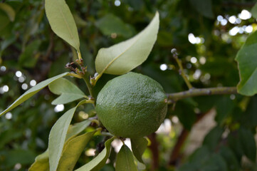 green lemon on tree