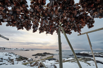 Fish drying in the Lofoten Islands, Norway