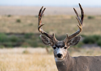 A Mule Deer Buck Shedding its Velvet Antlers