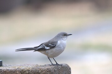Mockingbird