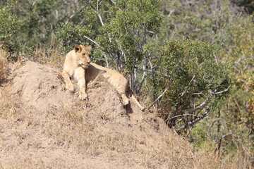 Afrikanischer Löwe / African lion / Panthera Leo.