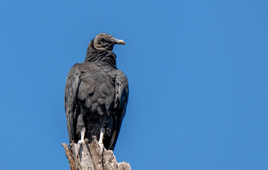 A Black Vulture Perched on a Tree Top Patiently Searching for Food