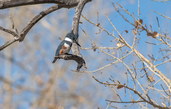 A Belted Kingfisher Perched in a Branch Waiting To Catch Food