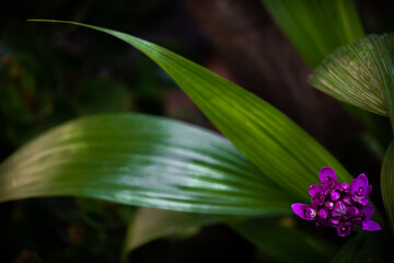 Orquídea Grapete
Orquídea Spathoglottis
Grapete Orchid

Foto: Renata Teixeira, renatateixeira.site