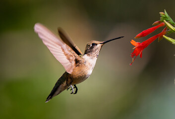 Obraz na płótnie Canvas A Hummingbird Feeding on a Flowers Nectar on a Summer Evening