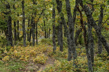 Sierra Norte de Guadalajara Natural Park, Cantalojas, Guadalajara, Spain