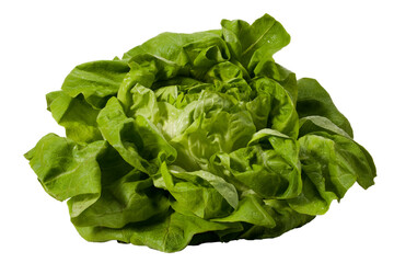 Green lettuce on white background