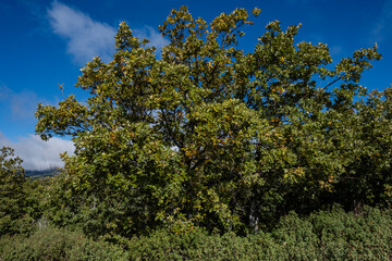 Sierra Norte de Guadalajara Natural Park, Cantalojas, Guadalajara, Spain