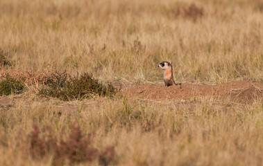 An Endangered Black-footed Ferret on the Prowl 