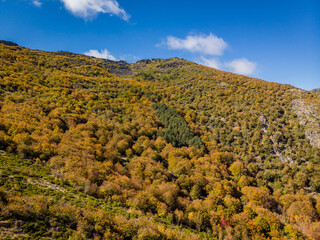 beech of Tejera Negra, Sierra Norte de Guadalajara Natural Park, Cantalojas, Guadalajara, Spain