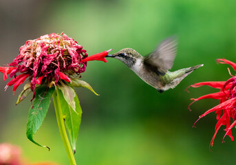 A Hummingbird Feeding on a Flowers Nectar on a Summer Evening