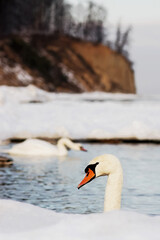 Swans portrait, Gdynia Orlowo, cliff in the background, winter