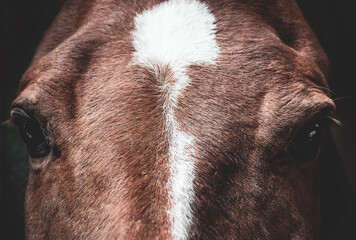 Close up portrait of the brown horse with white  spot  on the head. Direct view.