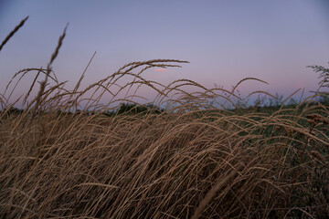 Evening landscape spikes against the sky