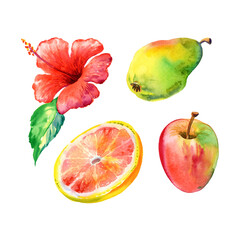  Watercolor illustration of fruits and flower