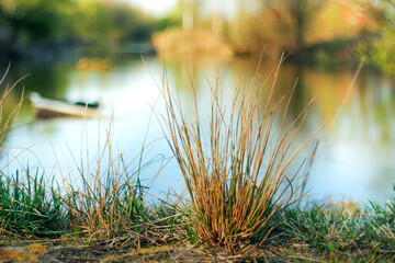 a bush of grass grows on the bank of the pond. spring mood