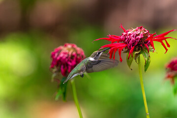 A Hummingbird Feeding on a Flowers Nectar on a Summer Evening
