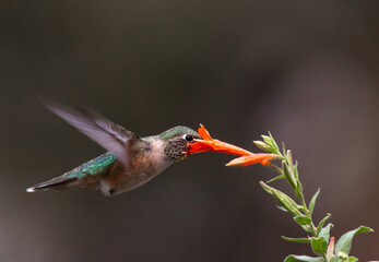 A Broad-tailed Hummingbird Feeding at a Flower